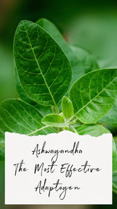 Ashwangandha the most powerful Adaptogen in the World